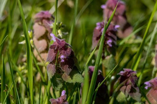 ピンクの花の開花 ピンクの花の開花の写真