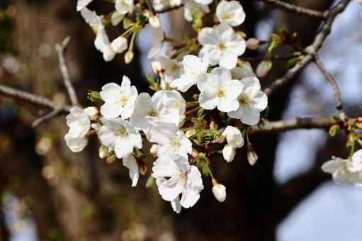 桜の花 15 桜の花 15の写真
