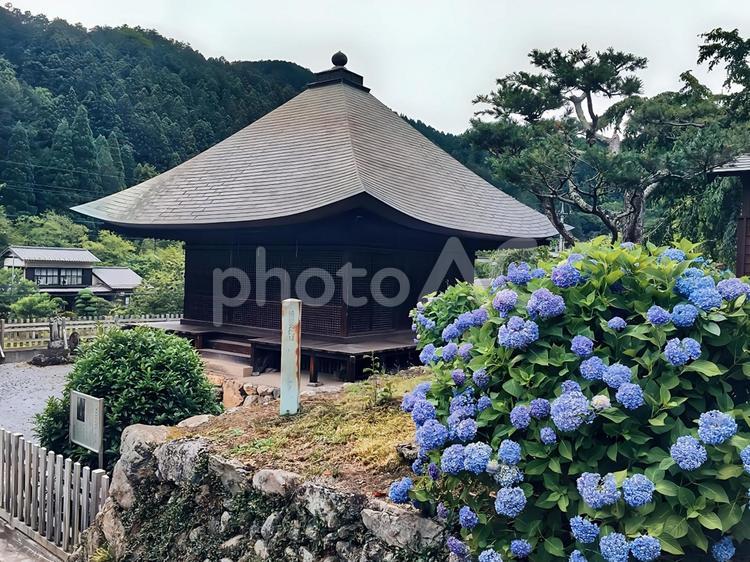 福徳寺阿弥陀堂とあじさい 福徳寺,阿弥陀堂,屋外の写真素材