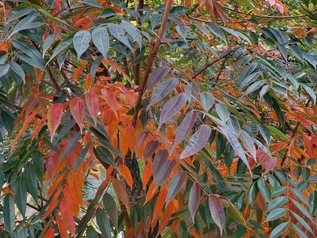 ハゼの木 秋,自然,赤の写真素材