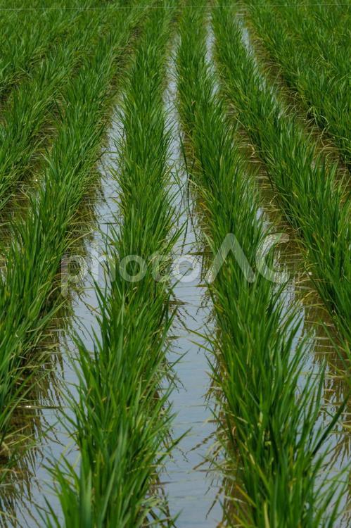 田植えの終わった水田 田んぼ,水田,稲の写真素材