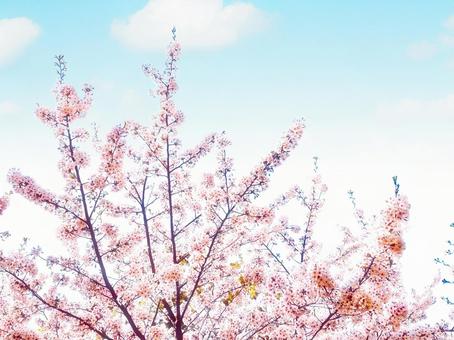 桜　空　美しい　満開　ピンク　青空　春　雲の写真