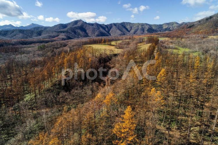 北海道の秋の空撮 カラ松,エゾマツ,秋の写真素材