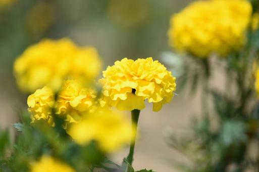 黄色いお花さん 黄色いお花さんの写真