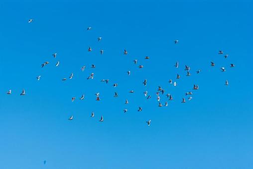 大空を舞うハトの群れ ハト,野鳥,鳥の写真素材