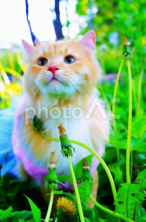 森を散策中に前方を見つめる猫 散歩,散策,森の写真素材