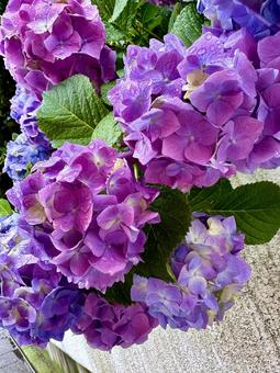 あじさい あじさい 紫陽花,綺麗,紫の写真素材