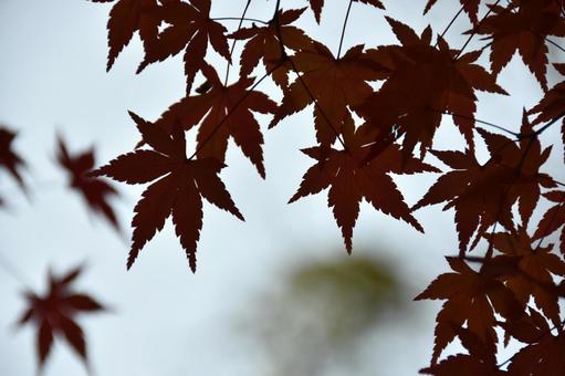 紅葉の写真