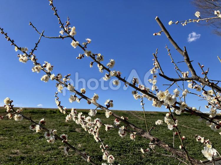 梅の花 春,梅の木,梅の花の写真素材