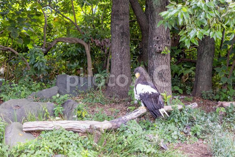 飛べないオオワシ オオワシ,大鷲,鳥の写真素材