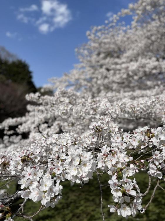 桜 桜,さくら,ソメイヨシノの写真素材