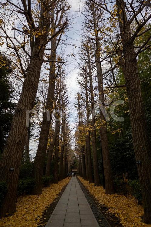 大田墨公園散歩 大田墨公園,杉並区,東京都の写真素材