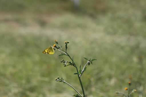 黄色の花に止まるモンキチョウ 黄色の花に止まるモンキチョウの写真