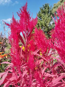 ケイトウ4 花,秋,ケイトウの写真素材