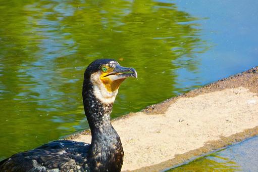 奈良のカワウ③の写真