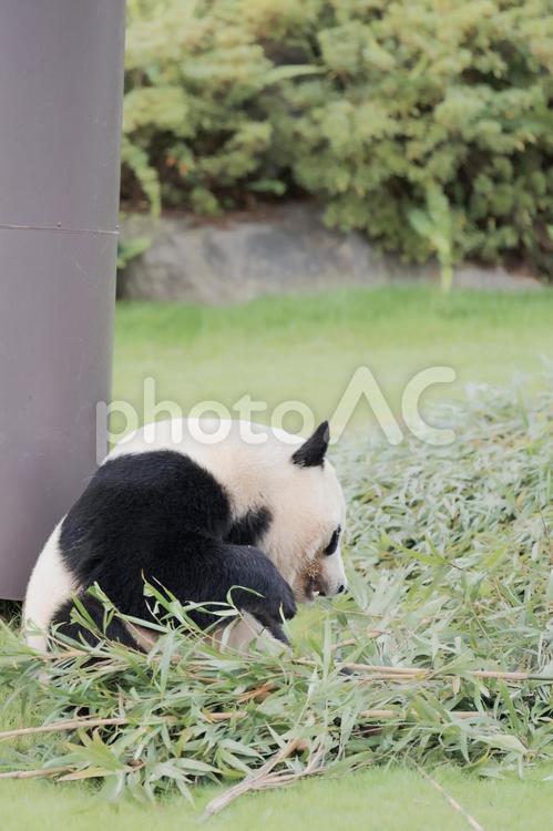 笹を食べるパンダ００４　縦 パンダ,ジャイアントパンダ,動物の写真素材