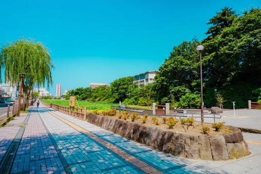 【秋田】千秋公園 蓮の花 2025 秋田,千秋公園,公園の写真素材