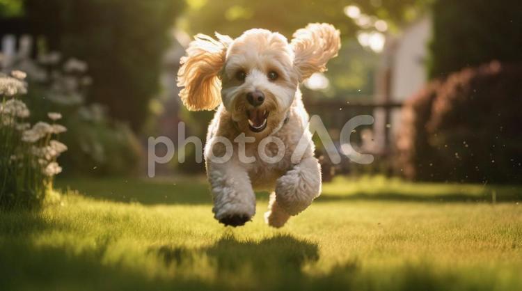 走る犬31 犬,動物,ペットの写真素材