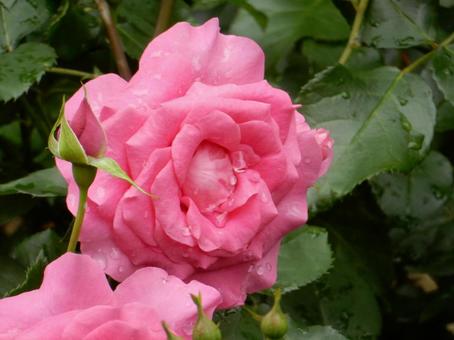 【薔薇の写真】バラの花 【薔薇の写真】バラの花の写真