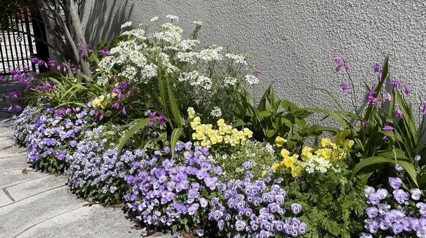ガーデニングの花々 ガーデニングの花々 花,植物,かわいいの写真素材
