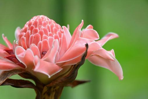 Photo, torch ginger, flower, southern country, 