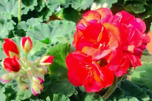 ゼラニウムの写真