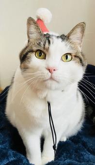 猫の銀ちゃんサンタの帽子 猫,銀ちゃん,サンタの帽子の写真素材