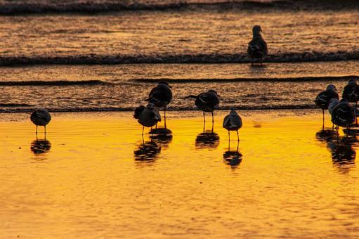 夕焼けに染まる海のカモメ 夕焼けに染まる海のカモメの写真