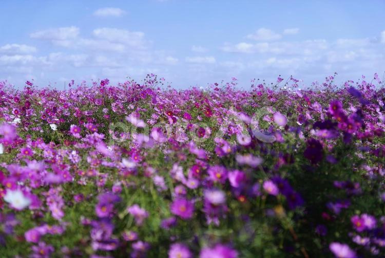 秋の空と秋桜 コスモス,ピンク,自然の写真素材