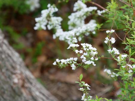Spiraea, JPG Spiraea, JPG