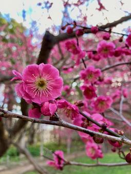 存在感のある鮮やかなピンク色の梅花 存在感のある鮮やかなピンク色の梅花 梅,ピンク色,花の写真素材