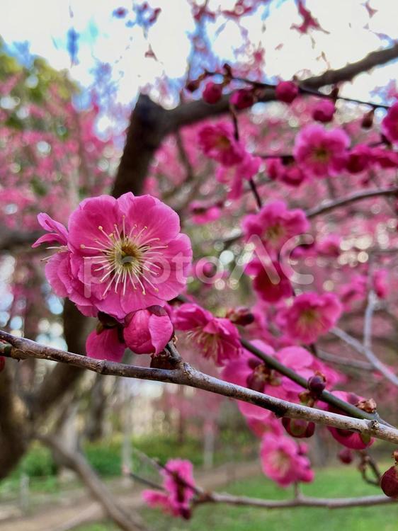 存在感のある鮮やかなピンク色の梅花 梅,ピンク色,花の写真素材