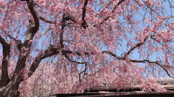 桜 桜の写真