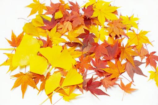 Photo, autumn leaves, maple, autumn, 