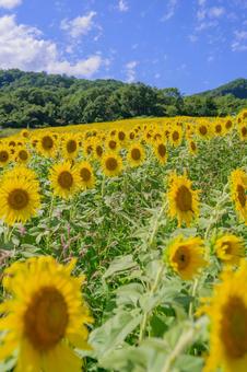 元気に咲くひまわり 夏の太陽のような存在 元気に咲くひまわり 夏の太陽のような存在の写真