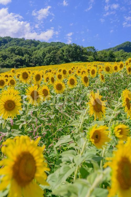 元気に咲くひまわり　夏の太陽のような存在 ひまわり,元気,咲くの写真素材