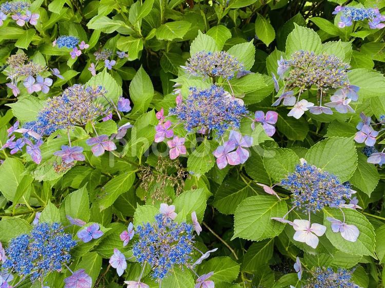 紫陽花 紫陽花,アジサイ,花の写真素材