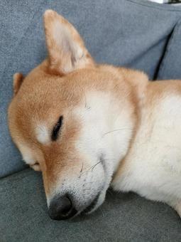Photo, dog, shiba inu, shiva, 
