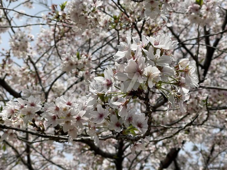 桜　ソメイヨシノ さくら,sakura,ソメイヨシノの写真素材