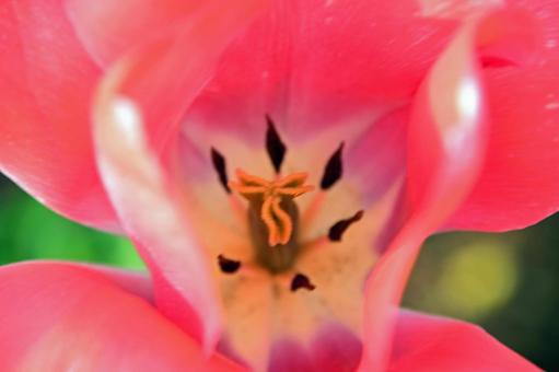 顔みたい 顔みたいの写真