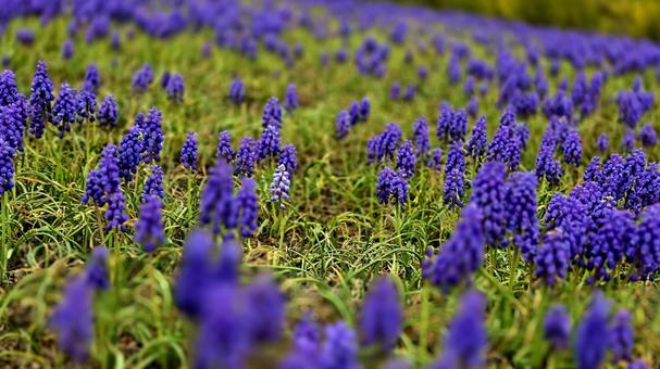 ムスカリの花畑 春のクローズアップ ムスカリ,花,春の写真素材