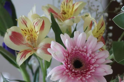 Bouquet of gerberas and alstroemeria, JPG Bouquet of gerberas and alstroemeria, JPG