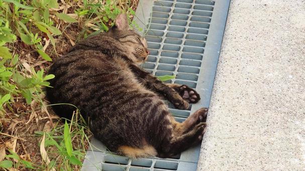 全力で爆睡しているもふもふな肉球猫 全力で爆睡しているもふもふな肉球猫 猫,キジトラ,寝転ぶの写真素材