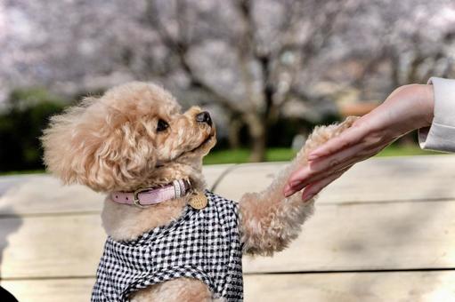 お手 犬,お手,プードルの写真素材