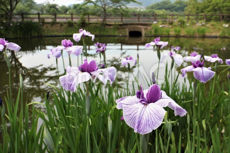 花しょうぶ園 5 花しょうぶ,花菖蒲,アヤメ科の写真素材