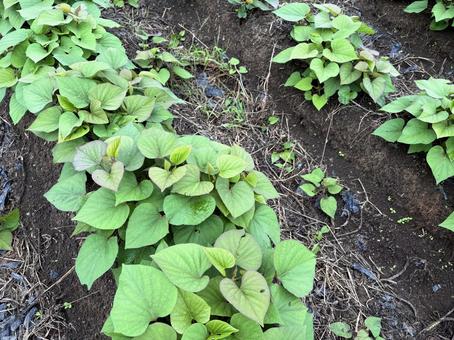 成長中のさつまいも畑 さつまいも畑,畑,野菜の写真素材