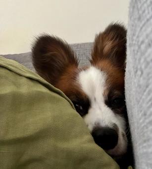 挟まれ犬 パピヨン,papillon,犬の写真素材