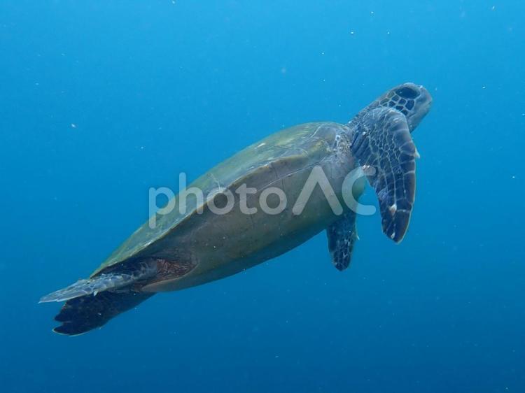 アオウミガメ２ アオウミガメ,ウミガメ,海の写真素材