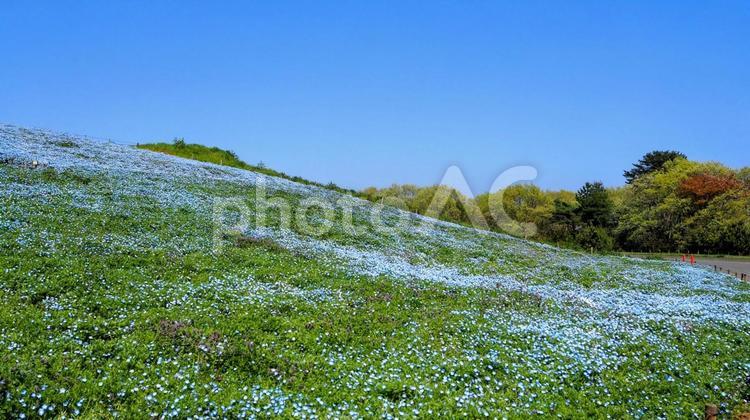 ネモフィラ＆青空・ひたち海浜公園・茨城県 春,ネモフィラ,国営ひたち海浜公園の写真素材