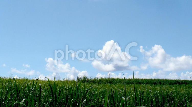 沖縄　サトウキビ畑　八重瀬町 沖縄,サトウキビ,畑の写真素材